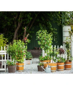 Küferei Kardos Robinienkübel, Rund -Gartenbedarf Förderung 1709096 1709401 1709443 1709732 1709807 1710037 WE MO 002 Robinienkuebelrund