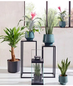 Bogenhanf - Sansevieria Cylindrica 'Mikado' -Gartenbedarf Förderung 20180515 PR MO 001 AechmeaSansevieriaBL15