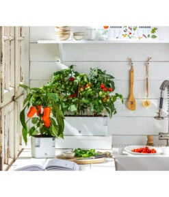 Pick-a-Pep® Paprika, Rot -Gartenbedarf Förderung 20200604 WE MO 001 IndoorTomatePaprika 2021 GC11