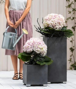 Bauern-Hortensie 'Avantgarde', Blau -Gartenbedarf Förderung 20210415 7220155 WE MO 001 HortensieAvantgarde BL08 2022 04