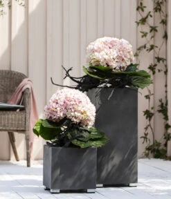 Bauern-Hortensie 'Avantgarde' -Gartenbedarf Förderung 20210415 WE MO 001 HortensieAvantgarde BL08 2022 01