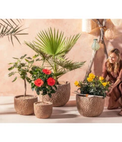 Zimmerhibiskus - Hibiscus Rosa-sinensis, Verschiedene Sorten 13 Zimmerhibiskus - Hibiscus Rosa-sinensis, Verschiedene Sorten -Gartenbedarf Förderung 20210520 WE MO 001 Orientalisch