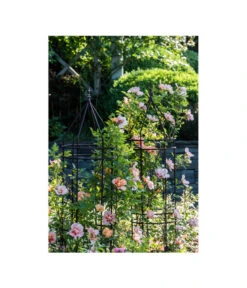 Dehner Premium Obelisk Odin -Gartenbedarf Förderung 2480069 2480093 2480119 WE MO 009 DehnerPremiumObeliskOdinRankhilfe