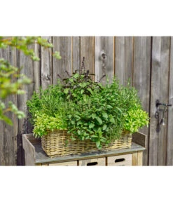 Van Der Leeden Rattan-Pflanzkasten, Graubraun -Gartenbedarf Förderung 3692761 3692548 3692506 WE MO 005 RattanPflanzkastenbraun