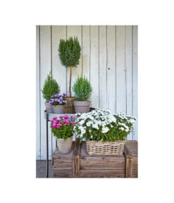 Van Der Leeden Rattan-Pflanzkasten, Graubraun -Gartenbedarf Förderung 3692761 3692548 3692506 WE MO 006 RattanPflanzkastenbraunBlumenkasten