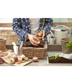 Van Der Leeden Rattan-Pflanzkasten, Graubraun -Gartenbedarf Förderung 3692761 3692548 3692506 WE MO 008 RattanPflanzkastenbraunBlumenkasten