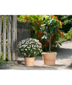 Spang Terrakotta-Topf Toscana, Rund 9 Spang Terrakotta-Topf Toscana, Rund -Gartenbedarf Förderung 3697612 WE MO 001 TerrakottaTopfToscanaBlumentopf