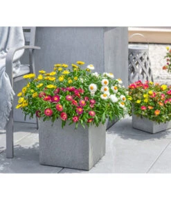 Dehner Polystone-Topf Sydney, Quadratisch, Grau -Gartenbedarf Förderung 3920998 3921004 4261632 WE MO 001 DehnerPolystoneTopfSydneyquadratischgrau