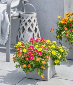 Dehner Polystone-Topf Sydney, Quadratisch, Grau -Gartenbedarf Förderung 3920998 3921004 4261632 WE MO 002 DehnerPolystoneTopfSydneyquadratischgrau