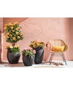 Zimmerhibiskus - Hibiscus Rosa-sinensis, Verschiedene Sorten 14 Zimmerhibiskus - Hibiscus Rosa-sinensis, Verschiedene Sorten -Gartenbedarf Förderung 4319398 PR MO 001 KunststoffTopfSchwarz