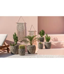 Feigenkaktus - Opuntia Consolea -Gartenbedarf Förderung 4432415 PR MO 001 KeramikTopfNero