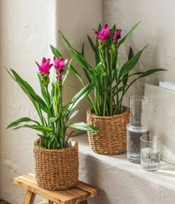 Indische Safranwurz - Curcuma Alismatifolia 7 Indische Safranwurz - Curcuma Alismatifolia -Gartenbedarf Förderung 4440293 WE MO 001 KorbSea