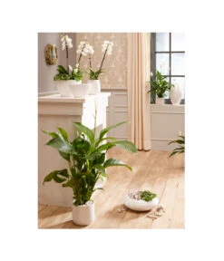 Dehner Keramik-Schale Lustrinado, Bauchig, Weiß -Gartenbedarf Förderung 5174586 PR MO 001 ExklusivSerieLustrinadoWeiss