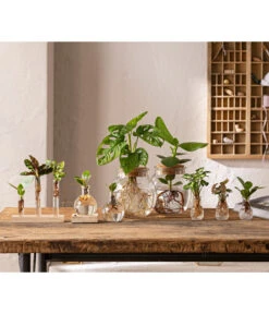 Waterplant Balsamapfel Im Kugelglas - Clusia Rosea 'Princess', Mit LED 8 Waterplant Balsamapfel Im Kugelglas - Clusia Rosea 'Princess', Mit LED -Gartenbedarf Förderung 6125066 WE MO 001 WaterPlants