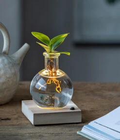 Waterplant Balsamapfel Im Kugelglas - Clusia Rosea 'Princess', Mit LED 7 Waterplant Balsamapfel Im Kugelglas - Clusia Rosea 'Princess', Mit LED -Gartenbedarf Förderung 6125074 WE MO 001 WaterPlantClusiaLED