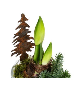 Amaryllis Im Glastopf, Ca. Ø14 Cm -Gartenbedarf Förderung 6262398 WE DE 002 GlastopfAmaryllisT14