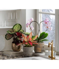 Dehner Beton-Übertopf Nola, Rund, Grau-kupfer 13 Dehner Beton-Übertopf Nola, Rund, Grau-kupfer -Gartenbedarf Förderung 6732499 6732929 6784912 WE MO 001 TopfNolaGold