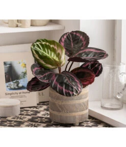 Dehner Beton-Übertopf Nola, Rund, Grau-kupfer 12 Dehner Beton-Übertopf Nola, Rund, Grau-kupfer -Gartenbedarf Förderung 6732499 WE MO 004 TopfNolaGold