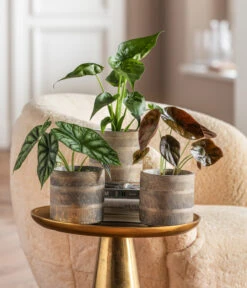 Dehner Beton-Übertopf Nola, Rund, Grau-kupfer 10 Dehner Beton-Übertopf Nola, Rund, Grau-kupfer -Gartenbedarf Förderung 6732515 WE MO 001 GlamourPaketNola