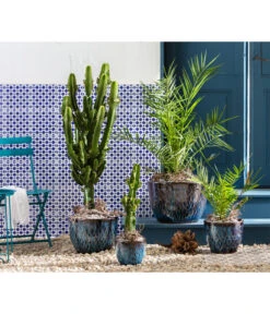 Abessinische Wolfsmilch - Euphorbia Abyssinica -Gartenbedarf Förderung 6762538 8649625 8608705 WE MO 001 KeramikTopfRawa Wolfsmilch Dattelpalme