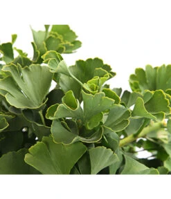 Ginkgobaum - Fächerblattbaum 'Marijke' -Gartenbedarf Förderung 7196082 PR DE 001 GinkgoMarijkeSchaleDehnerExpressHerzig