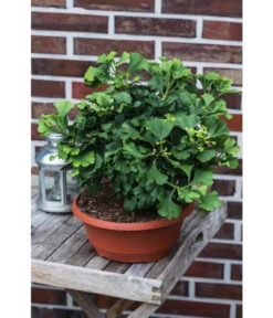 Ginkgobaum - Fächerblattbaum 'Marijke' -Gartenbedarf Förderung 7196082 PR MO 001 GinkgoBilobaMarijke