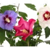 Hibiskus-Trio - Garten-Eibisch 2 Hibiskus-Trio - Garten-Eibisch -Gartenbedarf Förderung 7213630 WE DE 001 HibiscusTrioGartenhibiskusDreifarbig