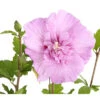 Hibiskus 'Lavender Chiffon®' - Garten-Eibisch -Gartenbedarf Förderung 7213887 PR DE 001 HibiscusHibiskusLavenderChiffonDehner3LDehnerExpressHerzig