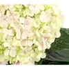 Bauern-Hortensie 'Avantgarde' -Gartenbedarf Förderung 7220148 WE DE 002 HydrangeaMacrophyllaAvantgardeHortensie5LDehnerExpressHerzig