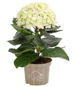 Bauern-Hortensie 'Avantgarde' -Gartenbedarf Förderung 7220148 WE FS 002 HydrangeaMacrophyllaAvantgardeHortensie5LDehnerExpressHerzig