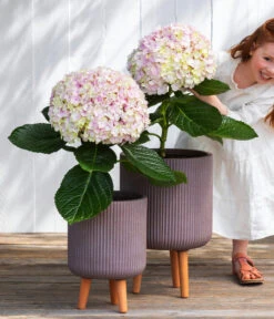 Bauern-Hortensie 'Avantgarde' -Gartenbedarf Förderung 7220148 WE MO 001 HortensieAvantgard5L