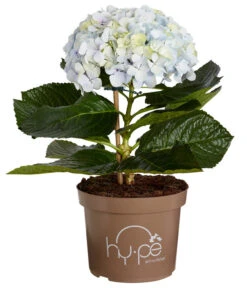 Bauern-Hortensie 'Avantgarde', Blau -Gartenbedarf Förderung 7220155 WE FS 001 HydrangeaMacrophyllaAvantgardeBlauHortensie5LDehnerExpressZS