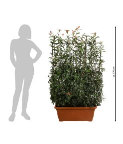 Purpur-Glanzmispel 'Glanzkopf', Ca. 170 Cm 8 Purpur-Glanzmispel 'Glanzkopf', Ca. 170 Cm -Gartenbedarf Förderung 7305329 WE BG 002 PurpurGlanzmispelGlanzkopf170