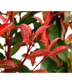 Purpur-Glanzmispel 'Glanzkopf', Ca. 170 Cm 9 Purpur-Glanzmispel 'Glanzkopf', Ca. 170 Cm -Gartenbedarf Förderung 7305329 WE DE 002 PhotinaXfraseriPupurGlazmispel