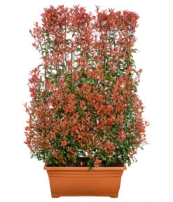 Purpur-Glanzmispel 'Glanzkopf', Ca. 170 Cm 7 Purpur-Glanzmispel 'Glanzkopf', Ca. 170 Cm -Gartenbedarf Förderung 7305329 WE FS 001 PupurGlazmispel