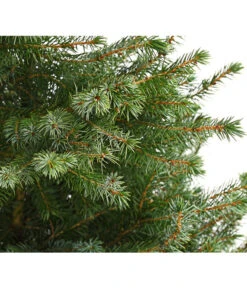 Serbische Fichte, Ca. 70-80 Cm, Im Topf Gewachsen 6 Serbische Fichte, Ca. 70-80 Cm, Im Topf Gewachsen -Gartenbedarf Förderung 7315864 WE DE 001 PiceaOmorikaSerbischeFichteContainer4LiterDehnerExpressHerzig