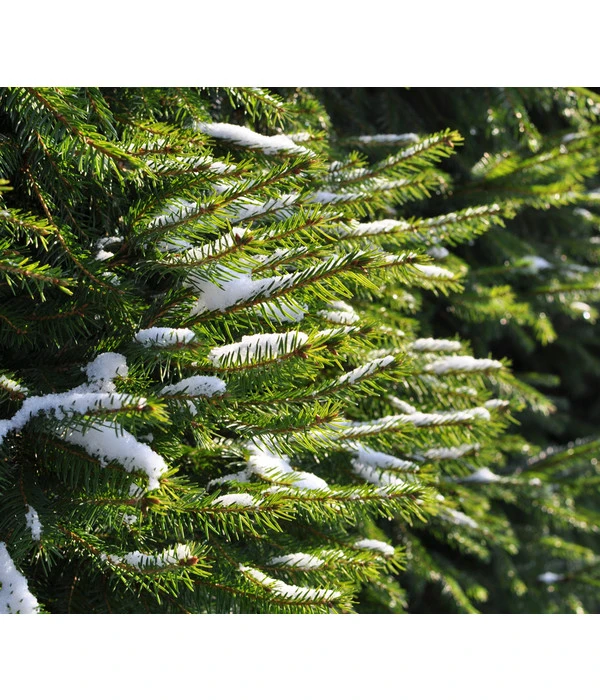 Serbische Fichte, Ca. 70-80 Cm, Im Topf Gewachsen 5 Serbische Fichte, Ca. 70-80 Cm, Im Topf Gewachsen – Bild 3