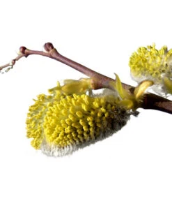 Kätzchen-Weide - Nordische Bäumchen-Weide -Gartenbedarf Förderung 7464571 BildD 001 KaetzchenWeideNordischeBaeumchenWeideSalixArbusculaSt