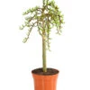 Kätzchen-Weide - Nordische Bäumchen-Weide -Gartenbedarf Förderung 7464571 WE FS 001 SalixWeideArbusculaStamm40cm13CDehnerExpressHerzig