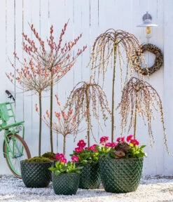 Dehner Keramik-Topf Elite -Gartenbedarf Förderung 7464738 8816498 6705461 WE MO 001 KaetzchenweideStaengelprimelTopfElite