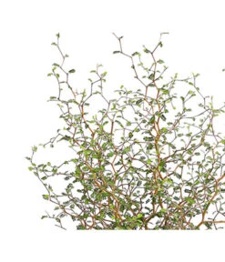 Schnurbaum 'Little Baby' -Gartenbedarf Förderung 7473648 PR DE 001 SchnurbaumSophoraLittleBaby2LDehnerExpressHerzig