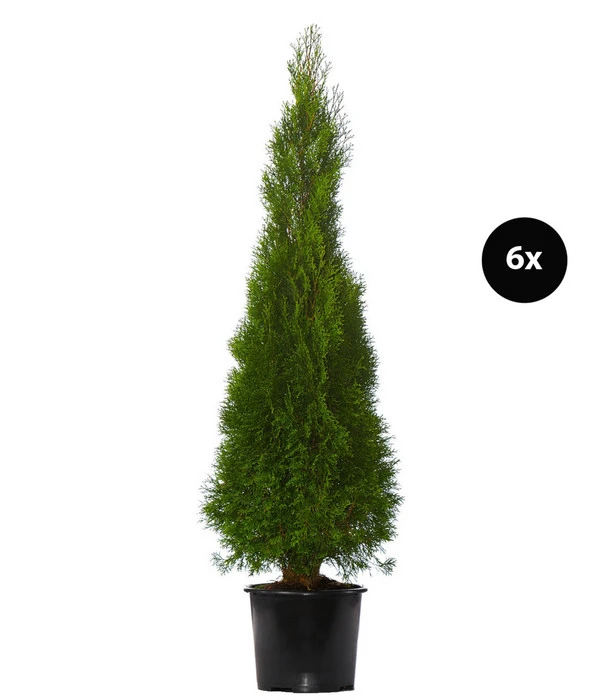 3 Meter Lebensbaum 'Smaragd', 6 X Ca. 150-175 Cm 3 3 Meter Lebensbaum 'Smaragd', 6 X Ca. 150-175 Cm