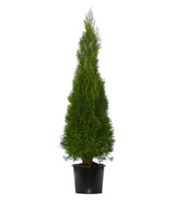 3 Meter Lebensbaum 'Smaragd', 6 X Ca. 150-175 Cm 8 3 Meter Lebensbaum 'Smaragd', 6 X Ca. 150-175 Cm -Gartenbedarf Förderung 7512627 WE FS 002 ThujaOccidentalisSmaragdLebensbaum3Meter