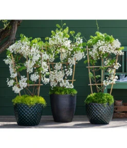 Dehner Keramik-Topf Elite -Gartenbedarf Förderung 7542905 8007429 6705461 WE MO 001 WisteriaWeiss