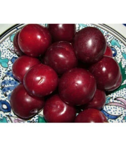 Aprikosen-Kirsche 'Aprikyra®' -Gartenbedarf Förderung 7600893 PR MO 001 AprikosenKirscheAprikyraPixabay