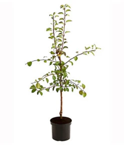 Birnen-Duo 'Clapps Liebling'/'Alexander Lucas' -Gartenbedarf Förderung 7602816 PR FS 001 BirnenDuoClappsLieblingAlexanderLucas95LiterDehnerExpressHerzig