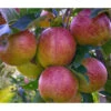 Herbstapfel 'Braeburn' -Gartenbedarf Förderung 7618531 WE DE 001 ApfelbaumMalusBraeburnApfel