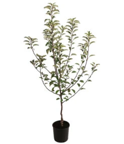 Herbstapfel 'Braeburn' 5 Herbstapfel 'Braeburn' -Gartenbedarf Förderung 7618531 WE FS 001 MalusApfelBraeburn