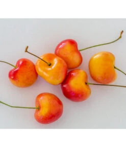 Kirschen-Duo 'Regina/Napoleon' -Gartenbedarf Förderung 7657570 WE MO 001 SuesskirscheGrossePrinzessinPixabay