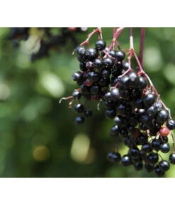 Holunder 'Black Tower' -Gartenbedarf Förderung 7662810 PR MO 002 HolunderBlackTower